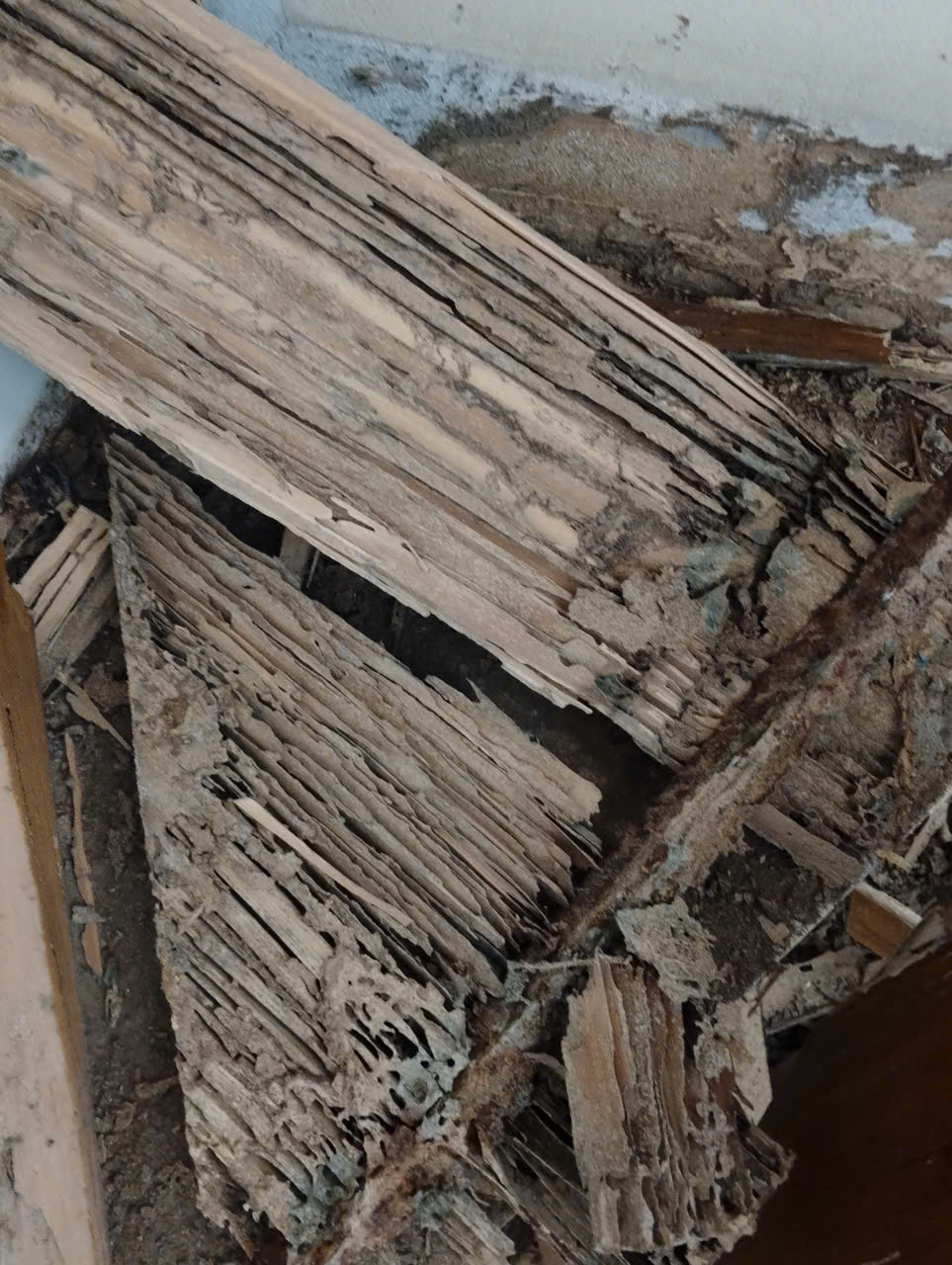 mặt bậc gỗ tự nhiên mặt bậc gỗ tự nhiên